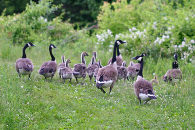 flock of temporarily flightless Canada Geese