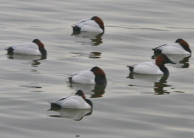 Canvasbacks