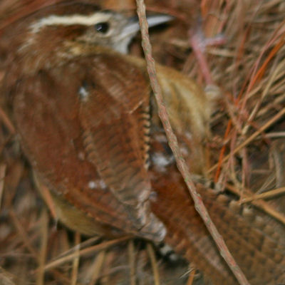 Carolina Wren close-up