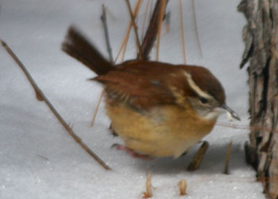 Carolina Wren