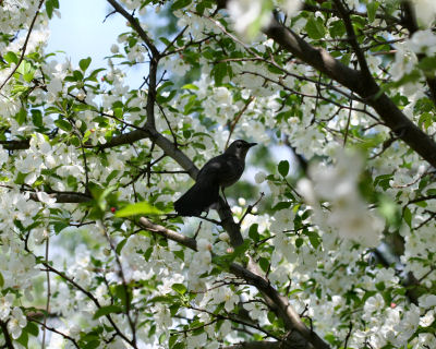 Gray Catbird in blooming apple tree