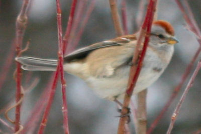 American Tree Sparrow on the Christmas Bird Count