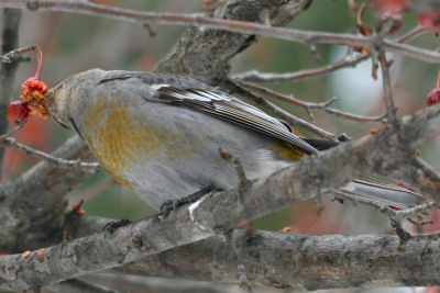 Pine Grosbeak