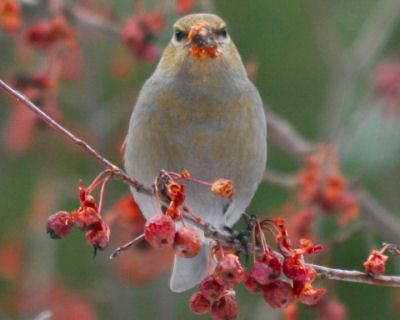 Pine Grosbeak