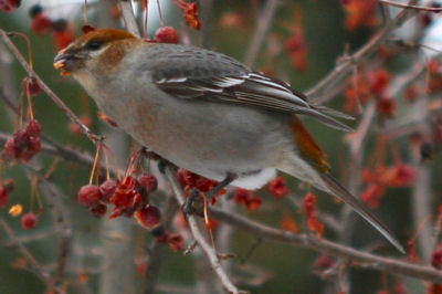 juvenile male Pine Grosbeak