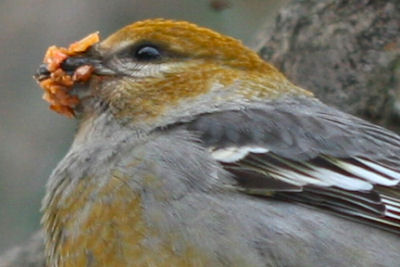 female Pine Grosbeak