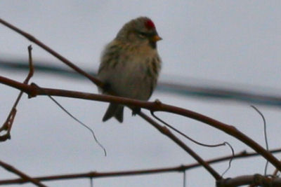 Common Redpoll on the Christmas Bird Count