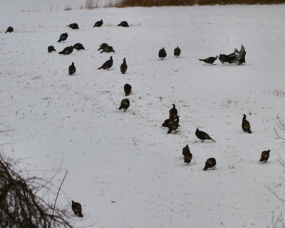 Wild Turkeys on the Christmas Bird Count