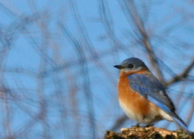 Eastern Bluebird on the Catskill-Coxsackie CBC