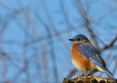 male Eastern Bluebird