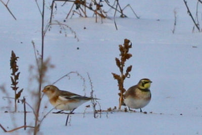 Snow Bunting and Horned Lark on the Catskill-Coxsackie CBC