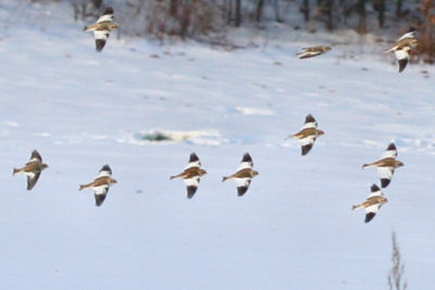 Snow Buntings on the Catskill-Coxsackie CBC