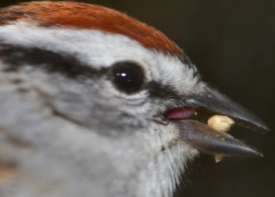 Chipping Sparrow eating seed