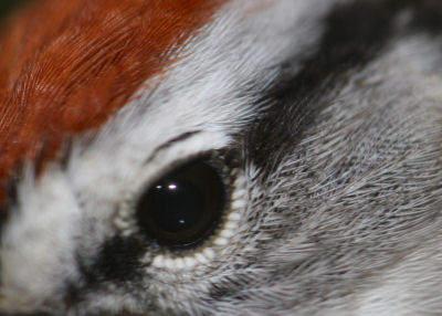 macro Chipping Sparrow