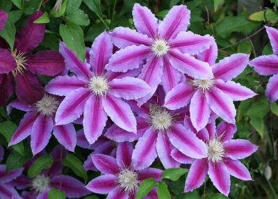 clematis at my Nana's house