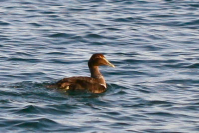 Common Eider