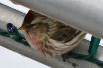 Common Redpoll one deck down