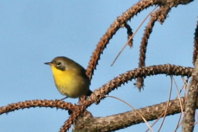 Common Yellowthroat