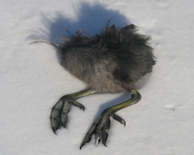 remains of an American Coot