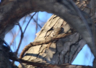 Brown Creeper