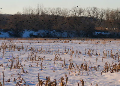 American Crows over corn