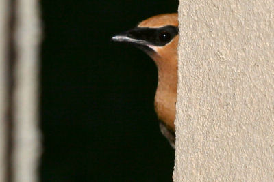 Cedar Waxwing at Congress Park