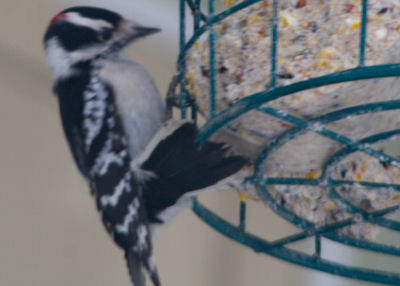 Downy Woodpecker