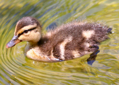 duckling.jpg