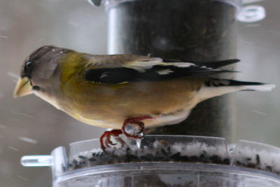 female Evening Grosbeak