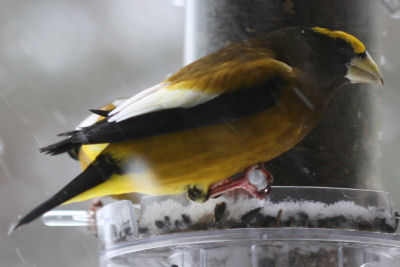 Evening Grosbeak