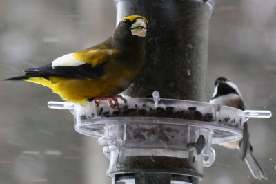 Evening Grosbeak with Black-capped Chickadee