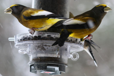 Evening Grosbeaks