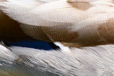 male Mallard feathers