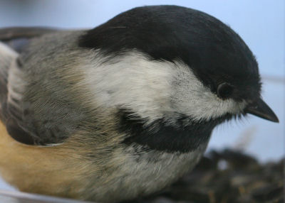 Black-capped Chickadee standing on lunch