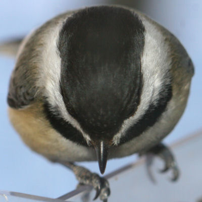 Black-capped Chickadee on window feeder