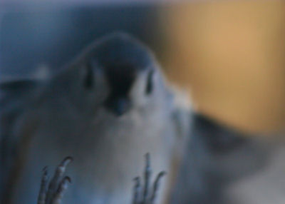 Tufted Titmouse coming in for a landing.