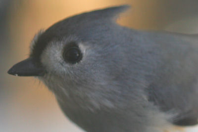 Tufted Titmouse on feeder