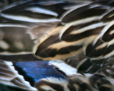 feathers of a female Mallard