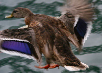female Mallard lifting-off at the Temecula Duck Pond, Temecula, CA