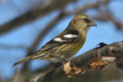 female White-winged Crossbill