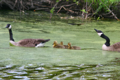 Canada Goose family