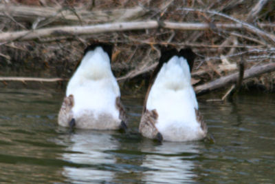 Canada Geese dabbling