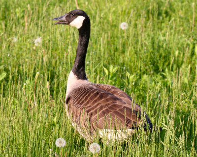 Canada Goose in a field