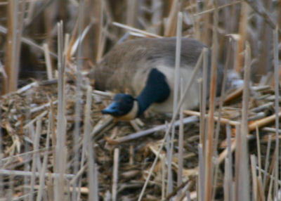 Canada Goose on nest