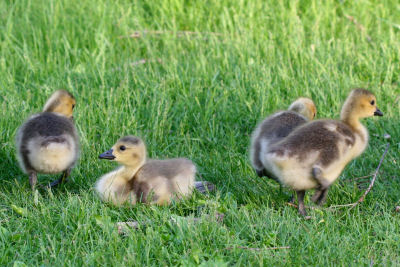 Canada Goose Goslings