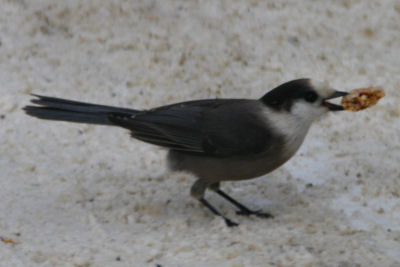 Gray Jay with chunk of granola bar