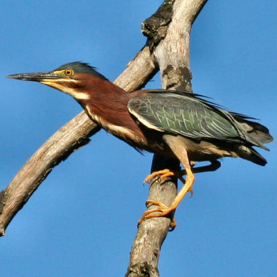 Green Heron