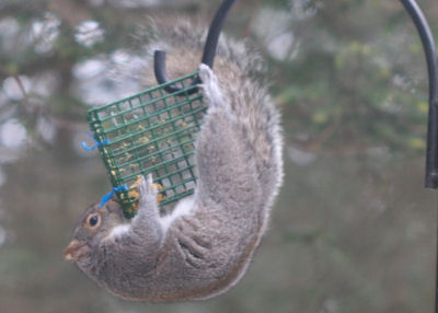 Gray Squirrel on suet dough