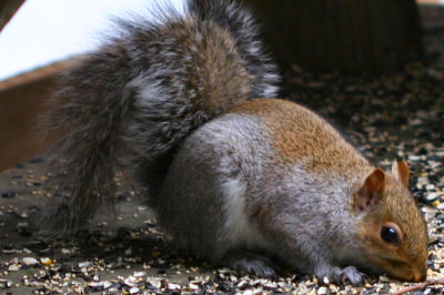 Gray Squirrel