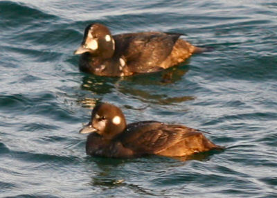 Harlequin Ducks at Point Lookout